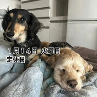 画像1527