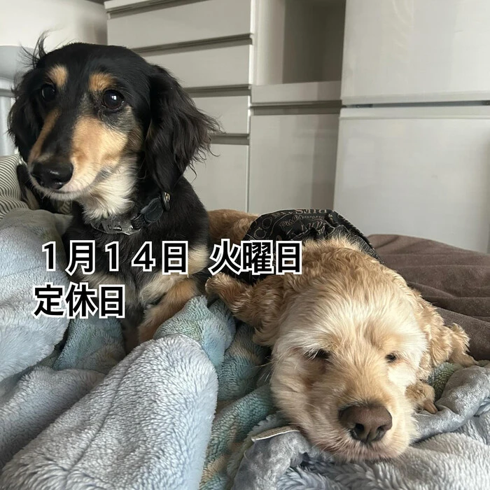 画像1527